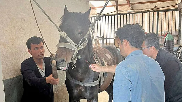 İthal Hayvanlar Sağlık Kontrolünden Geçiriliyor