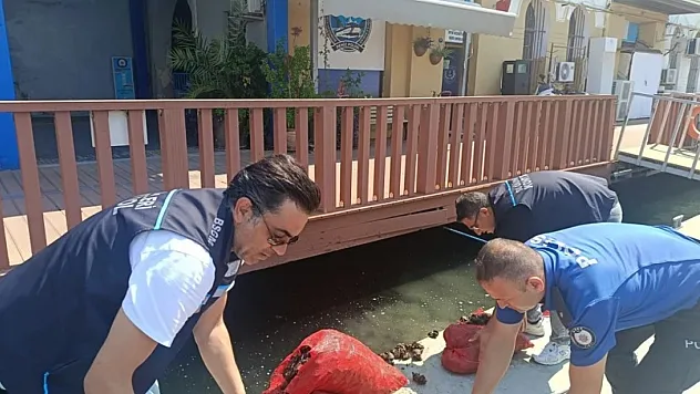İzmir'de 560 Kilo Kara Midye Ele Geçirildi