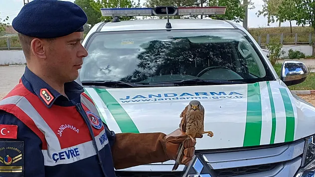 Jandarmanın Bulduğu Yaralı Doğan Koruma Altına Alındı