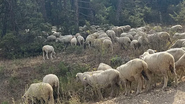 Kaybolan küçükbaş hayvan sürüsü, jandarma ekiplerince bulundu