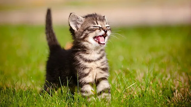 Kedi Ve Köpek Sahipleri Dikkat! Son Tarih 31 Aralık