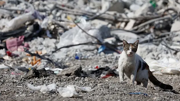 Kediler Depremi Nasıl Önceden Biliyor?