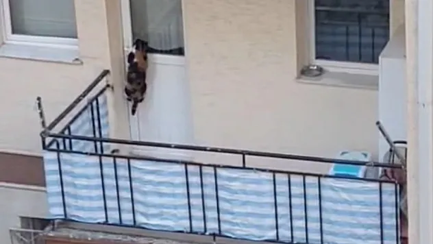 Kedinin Balkona Mahkum Edildiği İddiası Polisi Harekete Geçirdi