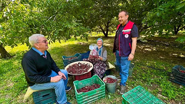 Kiraz Bahçelerinde Hasat Öncesi Pestisit Denetimi