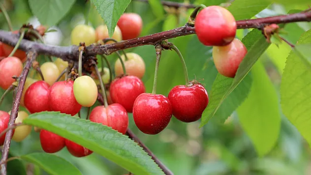 Kiraz İhracatında Umut Var