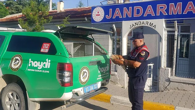 Kızıl Şahin'in de Koruyucusu Jandarma