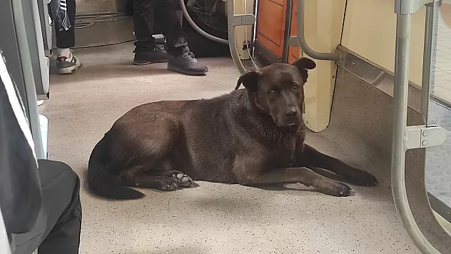 Köpeğin Tramvayla Seyahati İlgi Çekti
