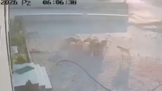 Köpekler, Başka Köpeğe Saldırdı
