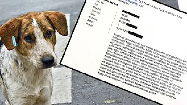 Köpekler sokakta, sorun ortada – Kocatepe Gazetesi