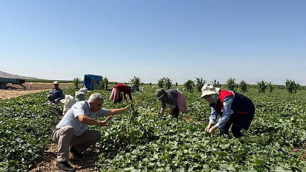 Kornişon Salatalık Hasadı Devam Ediyor