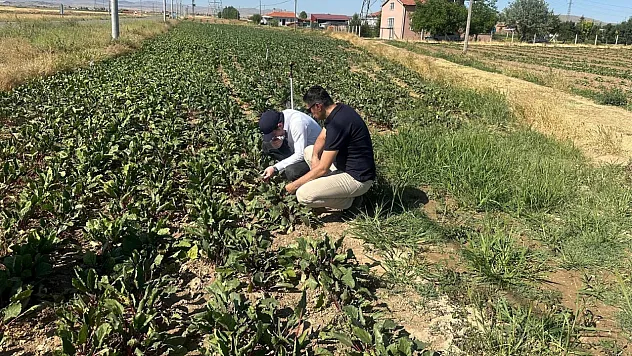 Kornişon Salatalık Ve Kırmızı Pancarda Hastalık Ve Zararlıların Takibi Sürüyor