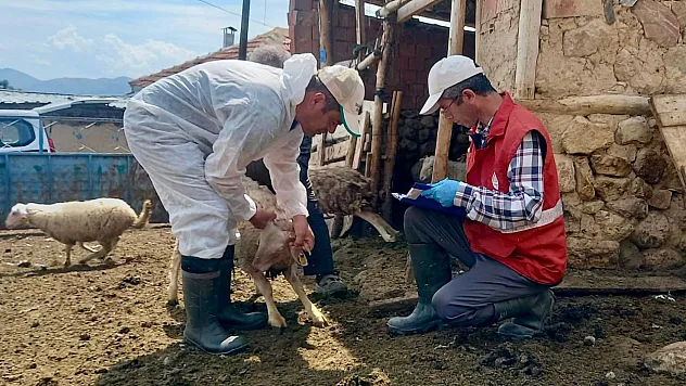Küçükbaş Hayvan Islahı Projesinde Kuzu Tespitleri Yapıldı