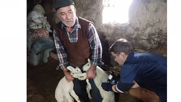 Küçükbaş Hayvanlara Yönelik Aşılama Çalışması Başladı