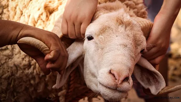 Kurban Bayramı'nda Halk Sağlığı İçin Neler Yapılmalı?