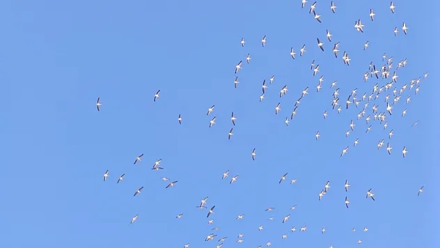 Kuşların Dans Şeklindeki Gösterisi Görenleri Mest Etti