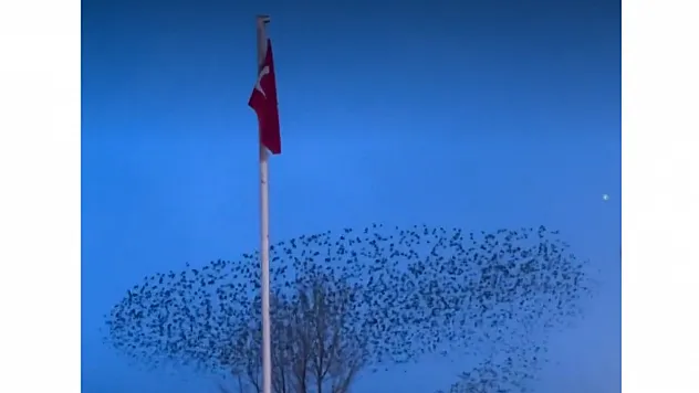 Kuşların Türk Bayrağı Çevresindeki Mest Eden Dansı Kamerada