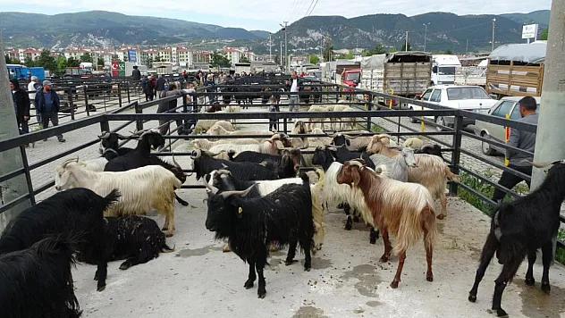 Kütahya Canlı Hayvan Pazarı Geçici Olarak Kapatıldı