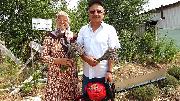 Lavanta Bahçesinde Hasat Başladı