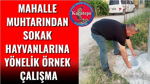 Mahalle Muhtarından Sokak Hayvanlarına Yönelik Örnek Çalışma