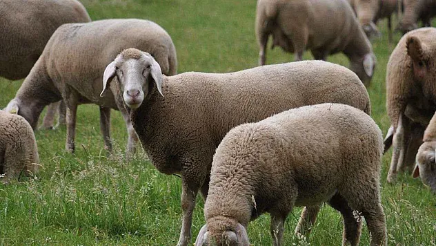 Merinos Koyun Özellikleri Nelerdir?