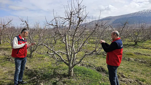 Meyve Ağaçlarında Zararlı Kontrolleri Yapılıyor