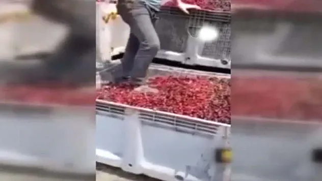 Mide bulandıran görüntüde 4 gözaltı