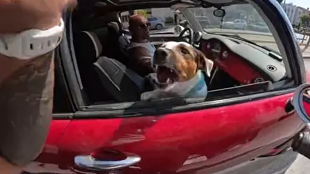 Motosiklet Sürücüsünün Sevmek İstediği Köpeklerin Saldırısına Uğradığı Anlar Kask Kamerasında