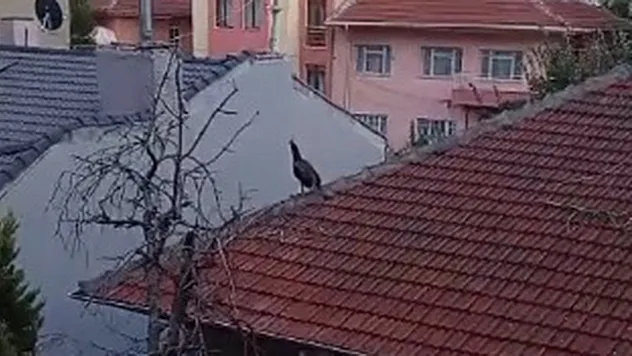 Müstakil Evin Çatısında Gezen Tavus Kuşu İlginç Görüntü Oluşturdu
