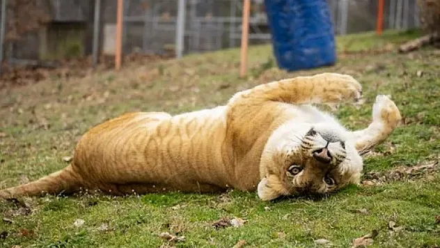 Ne Bu Kaplan Mı Aslan Mı Yoksa Kaslan Mı?