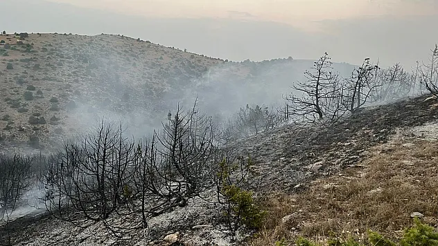 Olucak Köyü ormanlık alanda yangın çıktı
