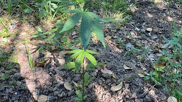 Ormanlık Alana Ektiği Kenevirleri Sularken Yakalandı