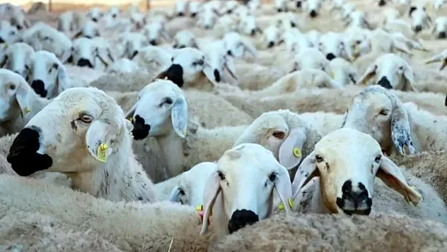 Özel İdare'nin Dağıtacağı Koyunlar İçin Başvurular Başlıyor