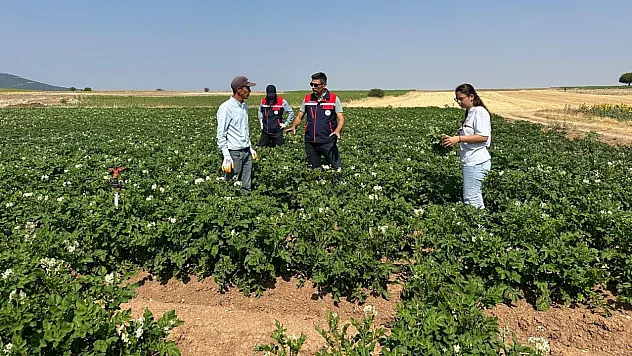 Patates, Ayçiçeği, Nohut… Afyon'da Sıkı Denetim