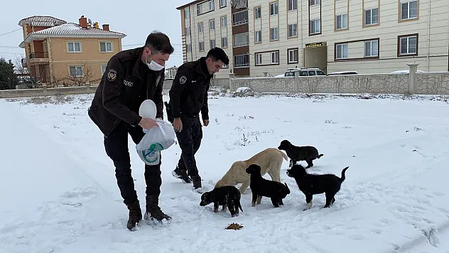 Polis hem devriye gezdi hem de sokak hayvanlarını besledi