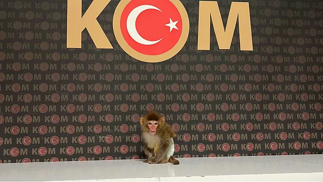 Polis Yaptığı Baskında Nesli Tükenmekte Olan Maymun Yakaladı