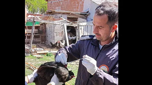 Sağlıklı Yumurta Üretimi Çalışmaları Devam Ediyor