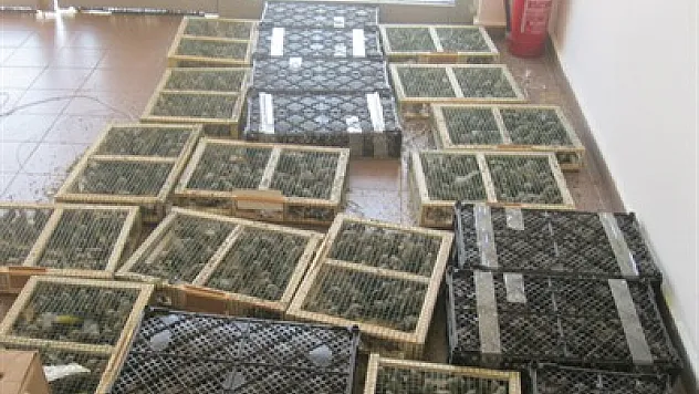 Saka kuşlarını kaçırana 460 bin lira ceza