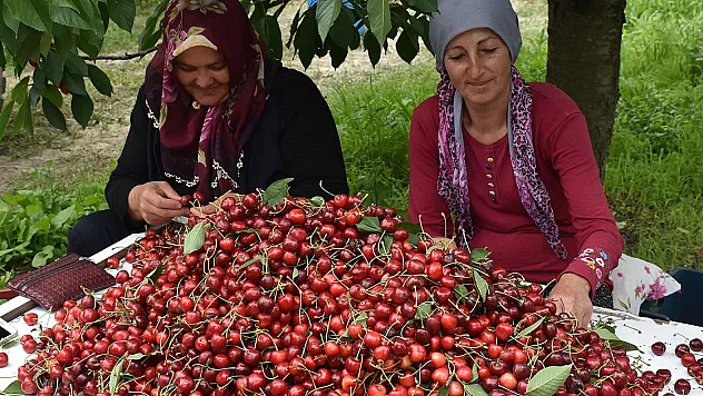 Sultandağı’na Kiraz Alım Merkez kurulacak
