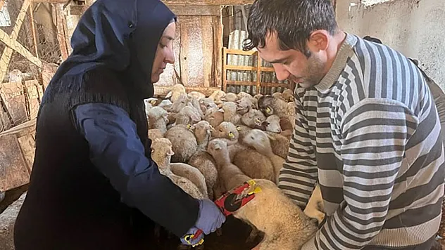 Sandıklı'da Küçükbaş Hayvanlar Aşılanmaya Başladı