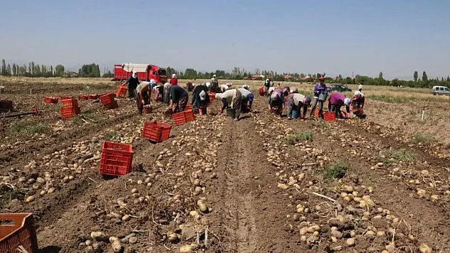 Sandıklı patatesinin kilogram fiyatı 9-11 lira arasında satılıyor