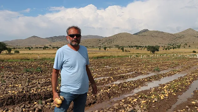 Sel basan tarlada 35 ton patates toplanmayı bekliyorı