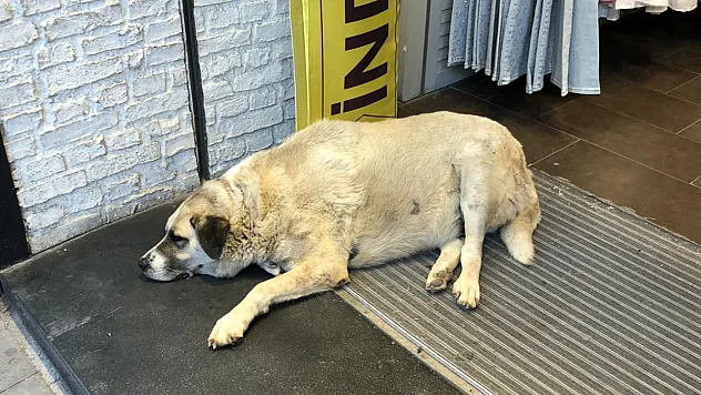 Sıcaktan Bunalan Köpek Çareyi Klimanın Altına Yatmakla Buldu