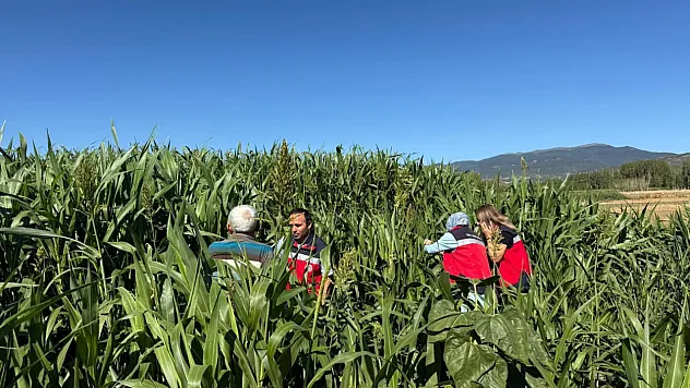 Simav'da Hasat Kontrolleri