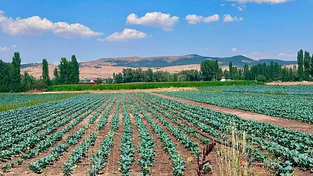 Sinanpaşa'da Brokoli Üretim Alanlarında Tarla Kontrolleri Gerçekleştirildi