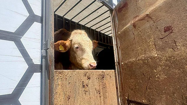 Sinanpaşa'da Hayvan Hareketleri Denetlendi