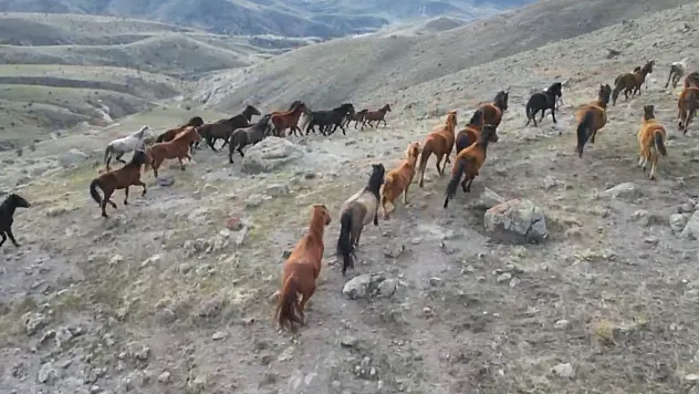 Soğuk Havada Yiyecek Arayan Yılkı Atları Köylere Kadar İndi
