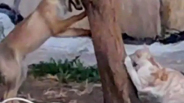 Sokak Kedisi İle Tilkinin Birlikte Oyun Oynadığını Görenlerin Yüzlerini Güldürdü