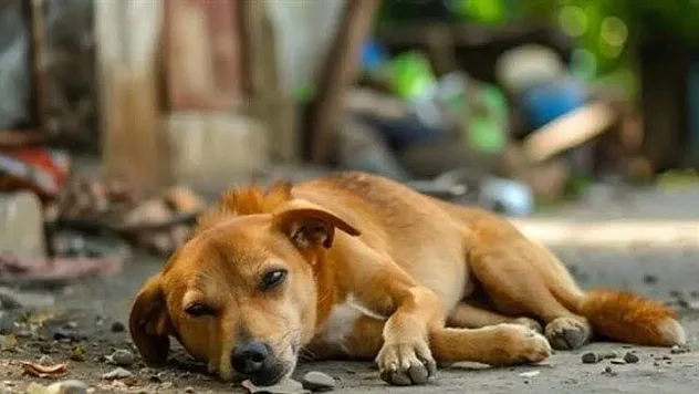 Sokak Köpekleri İçin Kimi Aramalıyız?