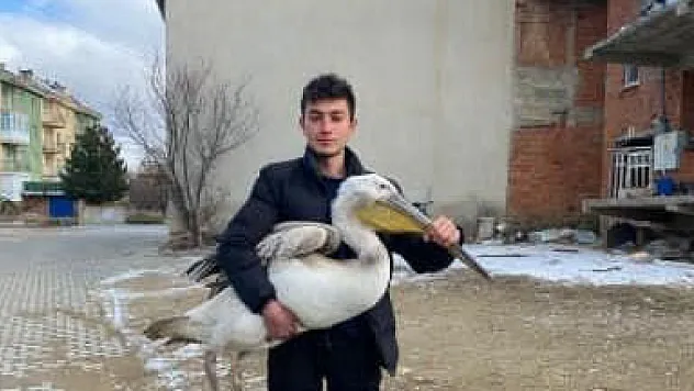 Sokakta Gezerken Pelikan Buldu