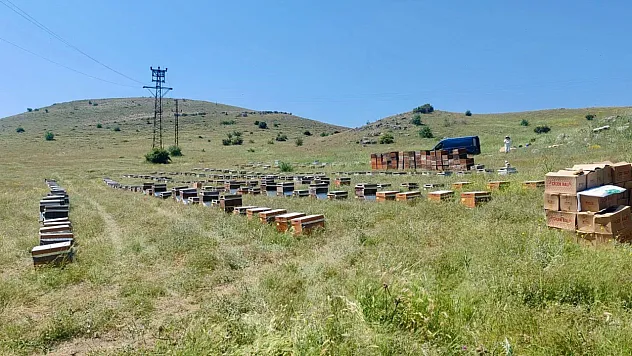 Şuhut'ta Arı Polenleri Kontrolden Geçti